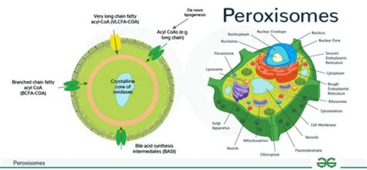 Is dna present in peroxisomes?