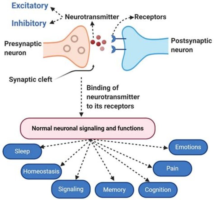 Is dopamine a excitatory neurotransmitter?