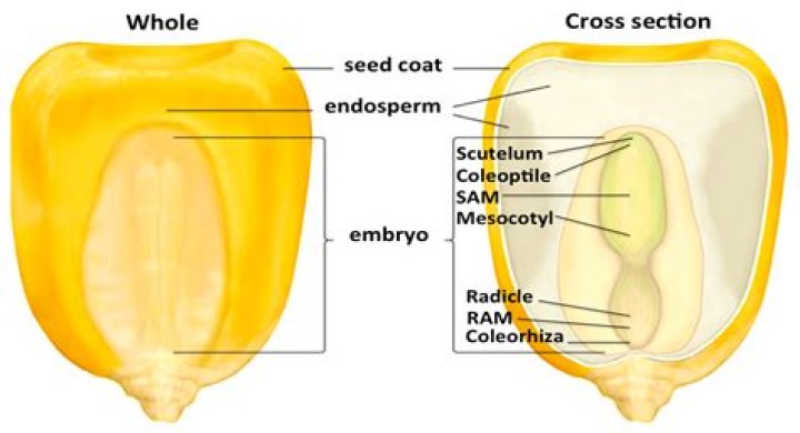 Is endosperm and cotyledon same thing?