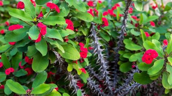Is epsom salt good for rhododendrons?