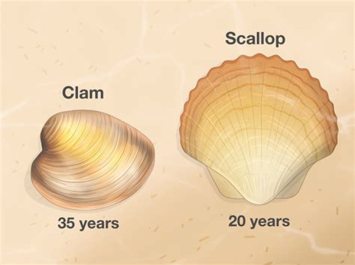 Is escalope a scallop?