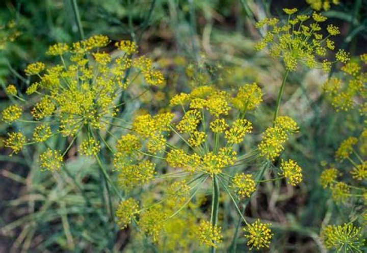 Is fennel a herb?