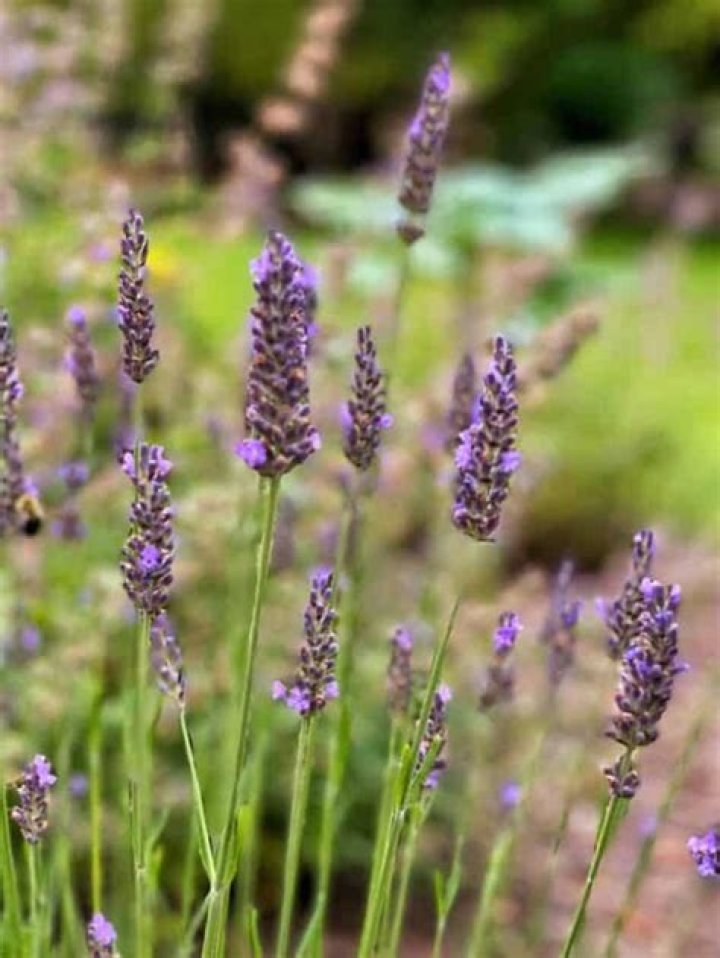Is fernleaf lavender a perennial?