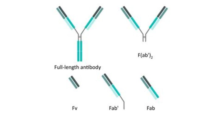 Is fgb and fab same?