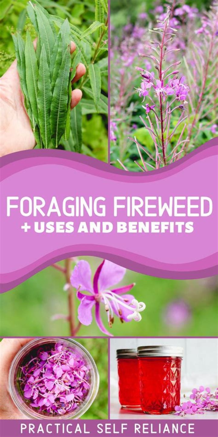 Is fireweed a weed?