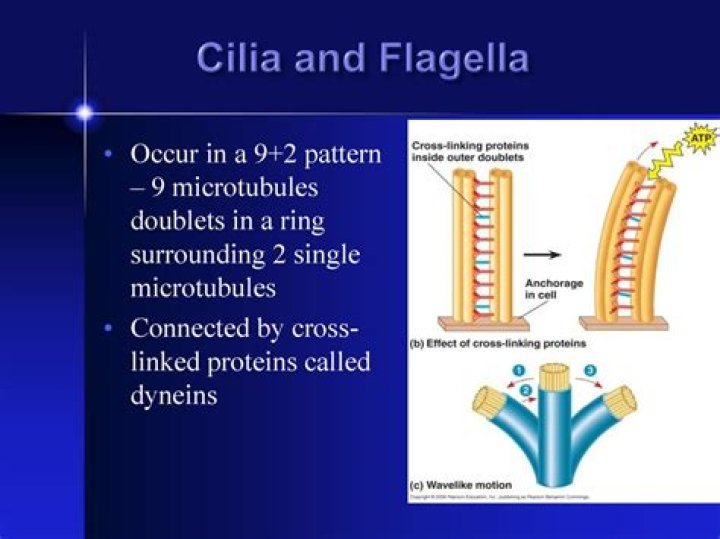 Is flagella a microtubule?