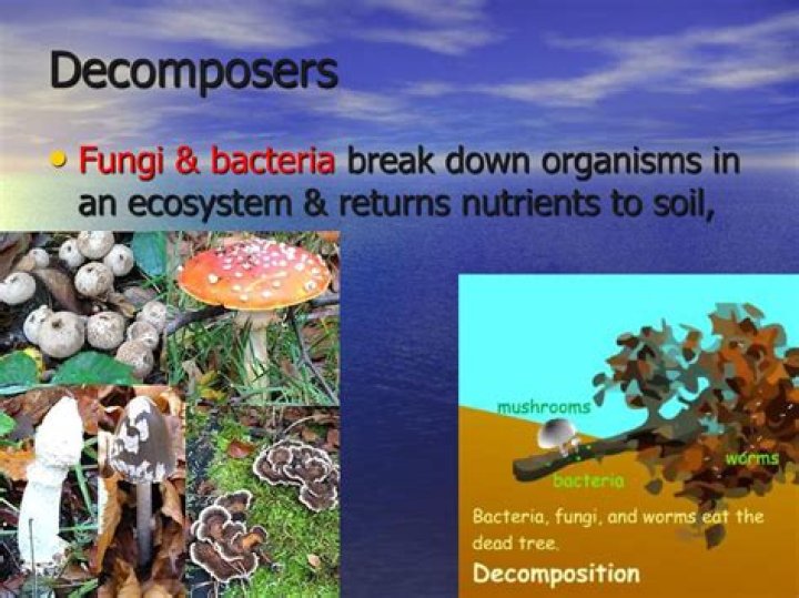 Is fungi a producer or decomposer?