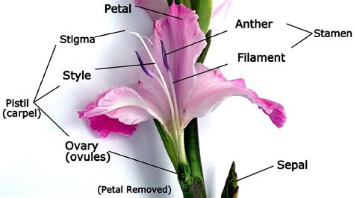 Is gladiolus a real word?