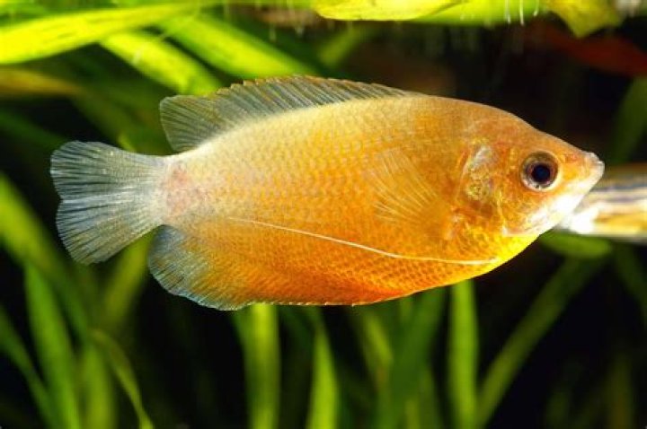 Is gourami a cichlid?