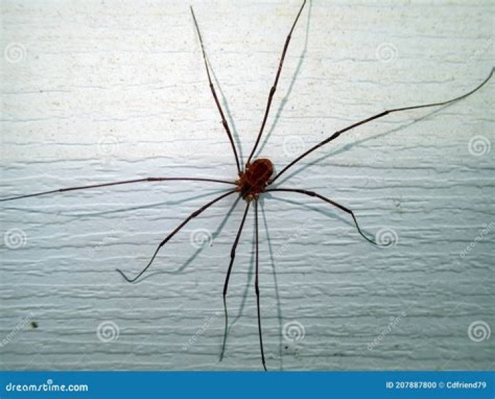 Is granddaddy long legs a spider?