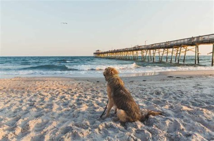 Is gurnard beach dog friendly?