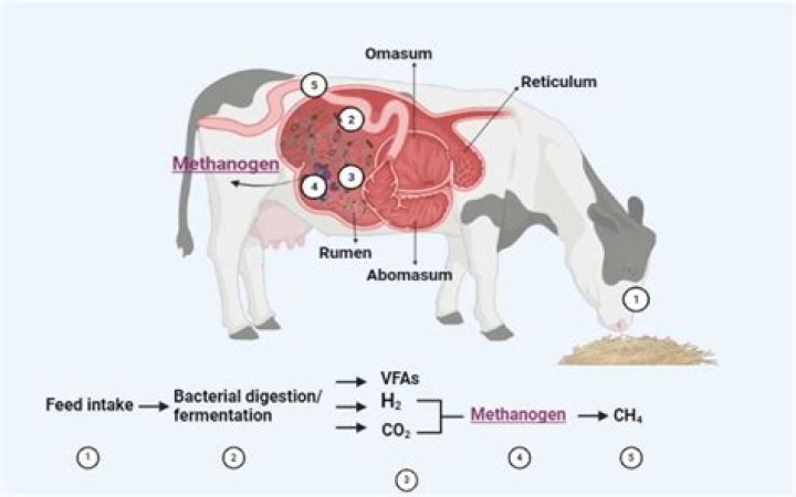 Is horse a ruminant animal?