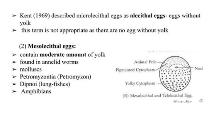 Is human egg microlecithal?