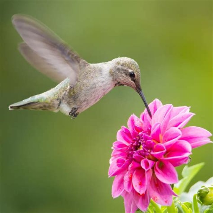 Is hummingbird nectar safe to drink for humans?