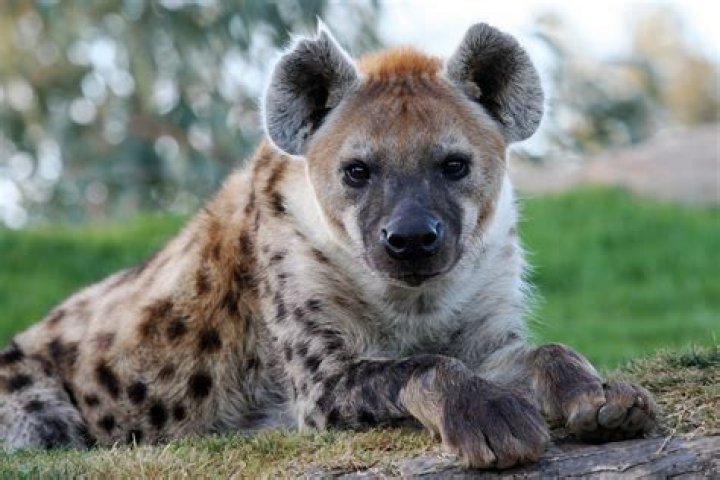 Is hyena part of dog family?