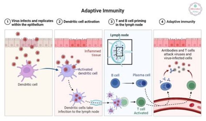 Is immunization active or passive immunity?