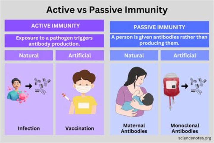 Is immunization active or passive?
