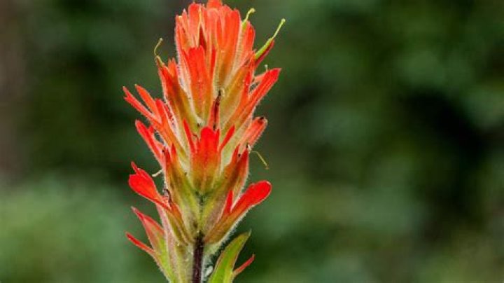 Is indian paintbrush parasitic?