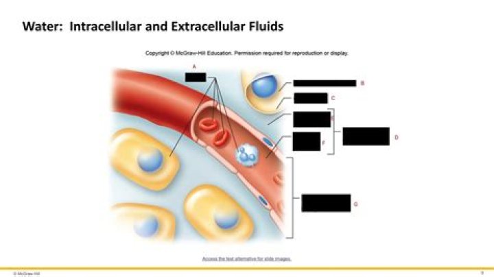Is intravascular fluid extracellular?
