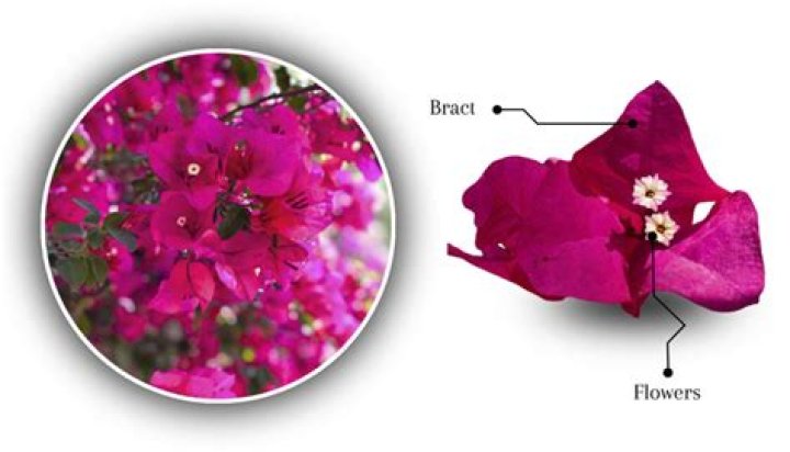 Is involucre a bract?