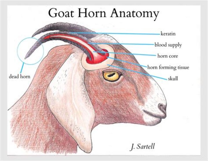 Is it bad to dehorn goats?