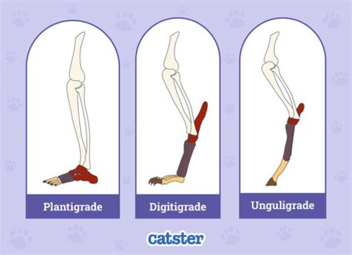 Is it digitigrade or plantigrade?