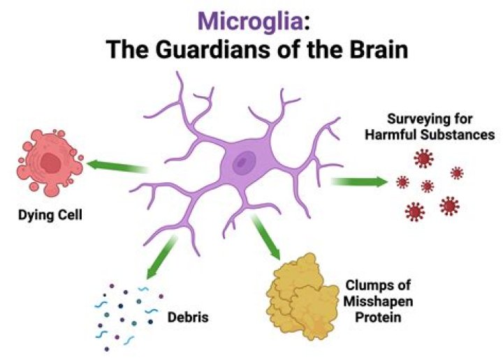 Is it microglia or microglia?