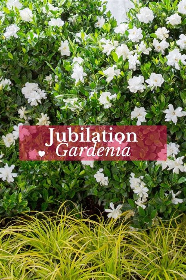 Is jubilation gardenia deer resistant?