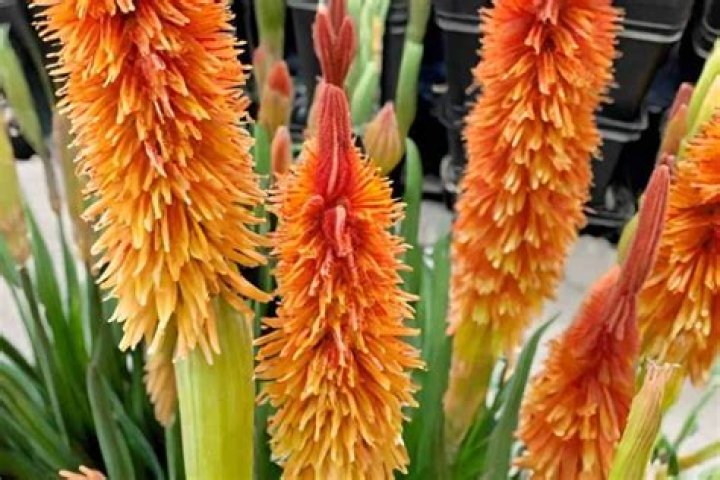 Is kniphofia deer resistant?