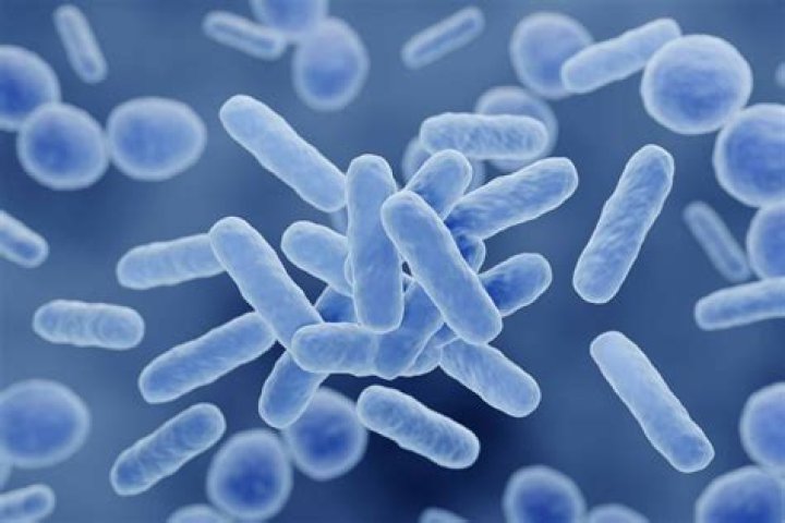 Is lactobacillus a pathogen?