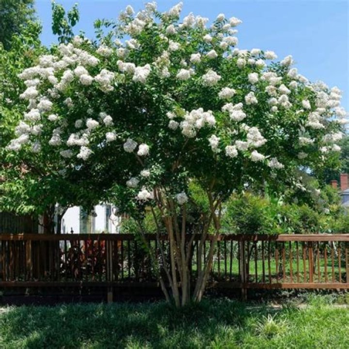 Is lagerstroemia deer resistant?