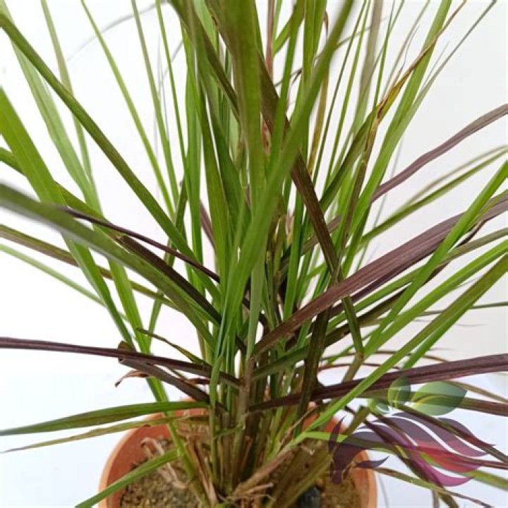 Is lalang a plant?