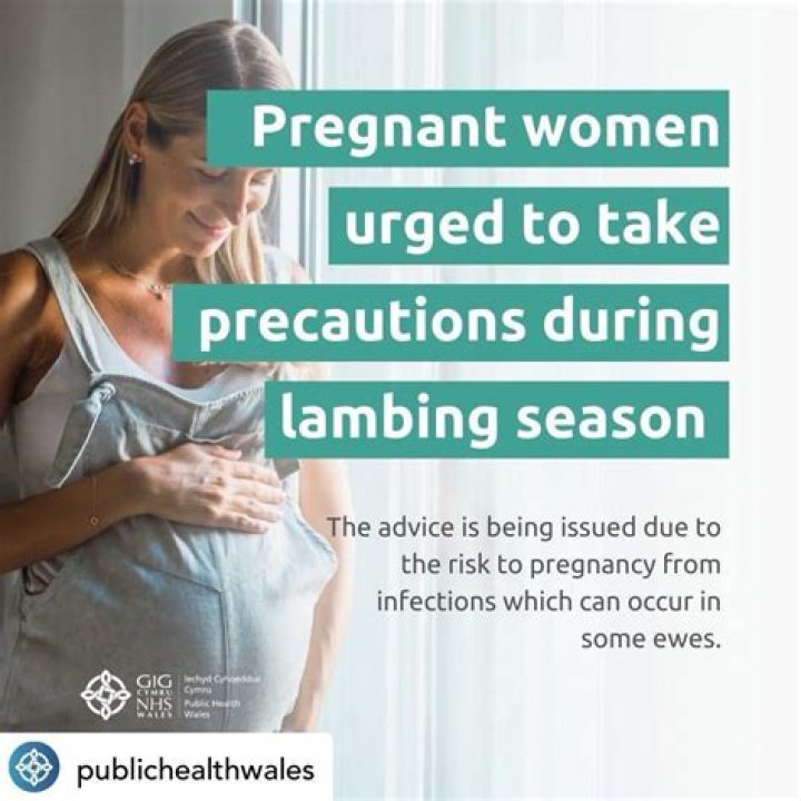 Is lambing safe when pregnant?