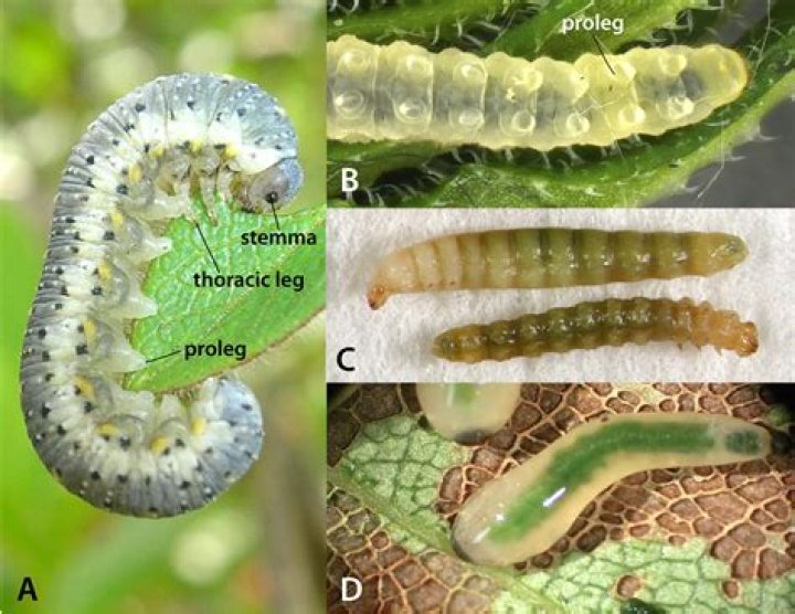 Is larva a caterpillar?