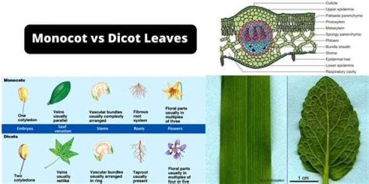 Is lilies monocots or dicots?