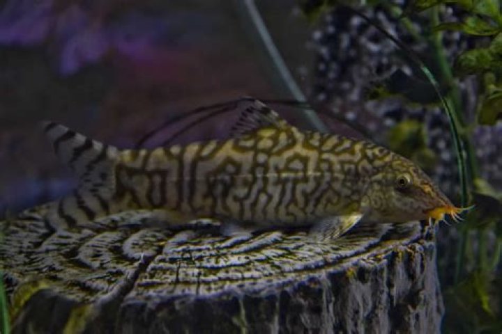 Is loach a tropical fish?