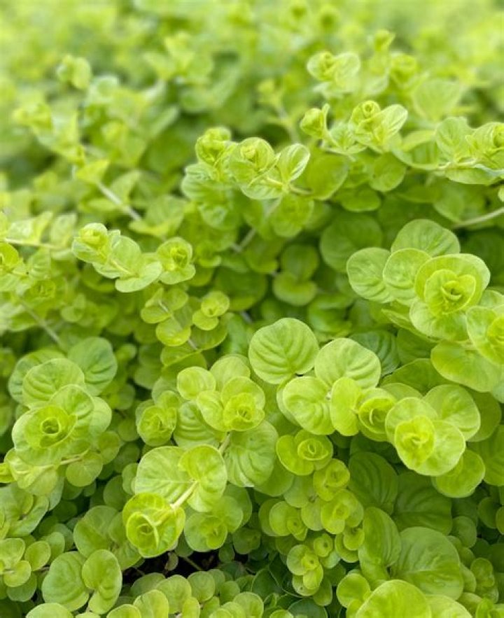 Is lysimachia nummularia evergreen?