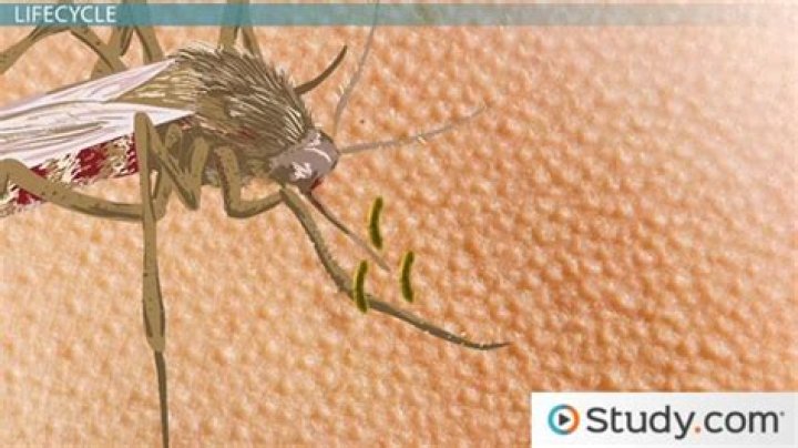 Is malaria a disease?