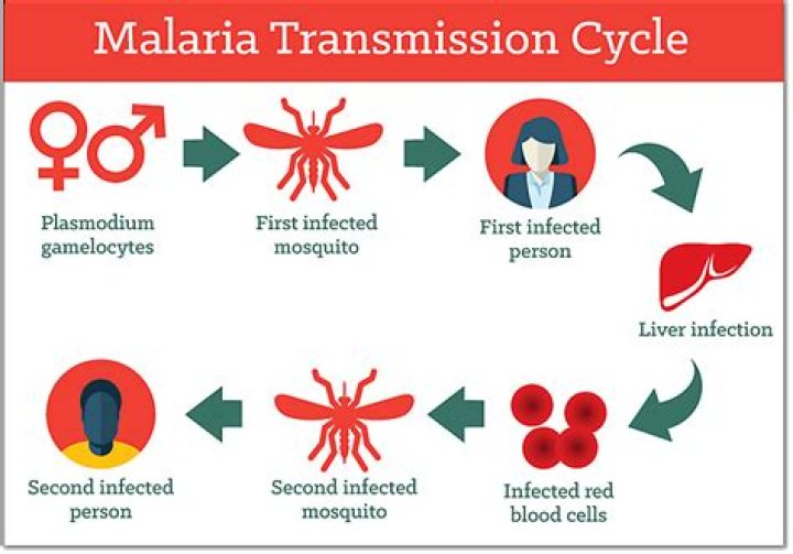 Is malaria a water borne disease?