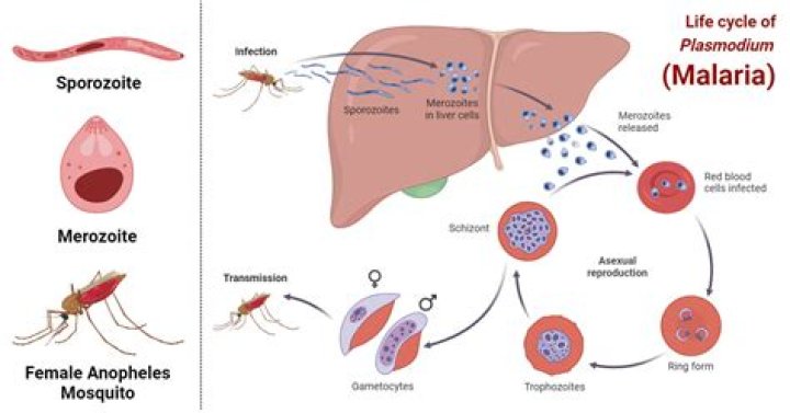 Is malaria a zoonotic infection?