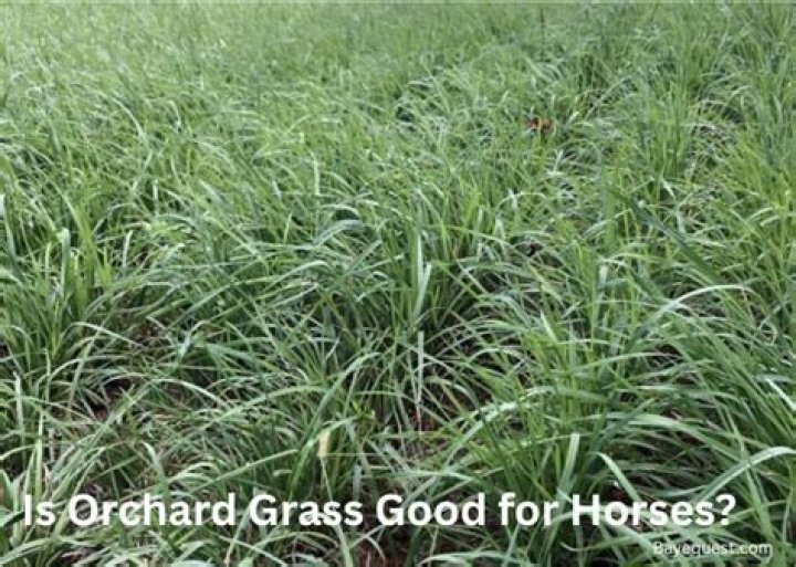 Is meadow grass good for horses?