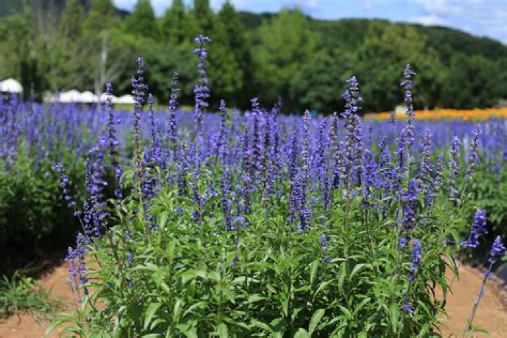 Is mealy sage edible?