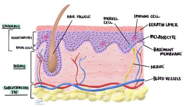 Is melanocytes located in the dermis?