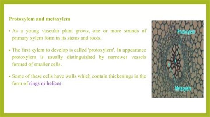 Is metaxylem secondary xylem?