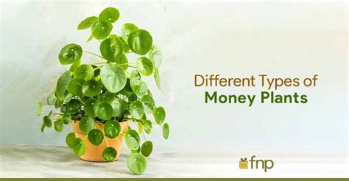 Is money plant acid loving?