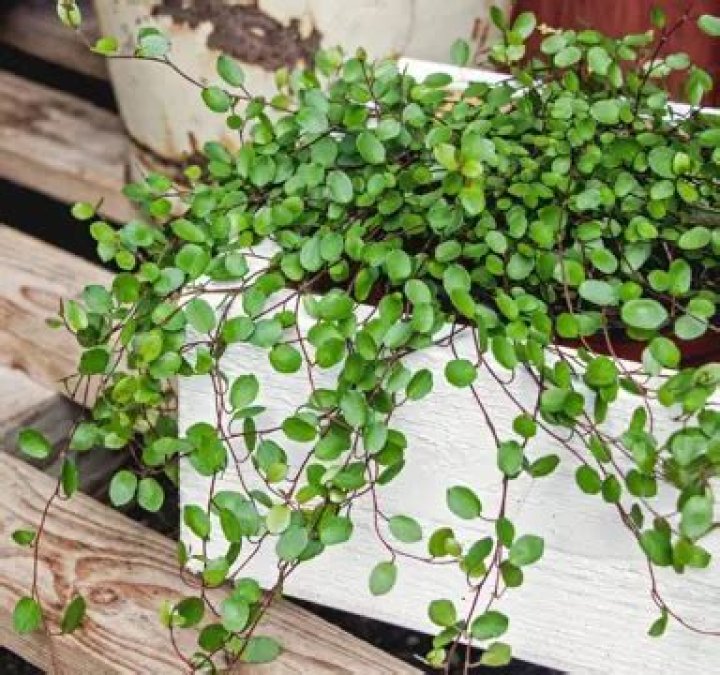 Is muehlenbeckia an indoor plant?