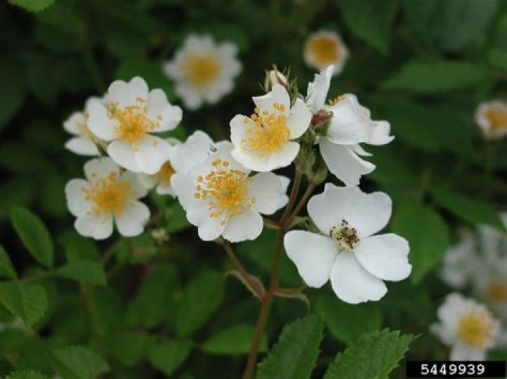 Is multiflora rose native to ohio?
