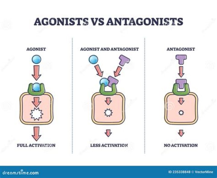 Is muscarine an agonist or antagonist?