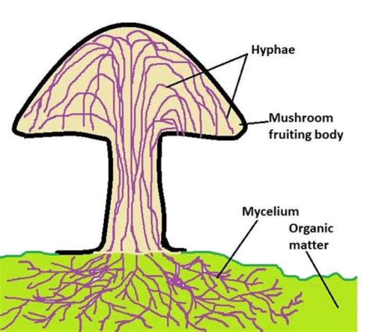 Is mushroom a saprophyte?