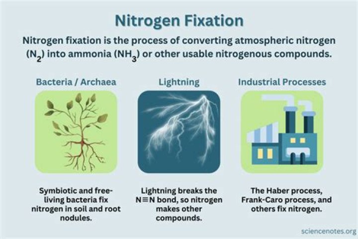 Is nitrogen fixation accomplished by?